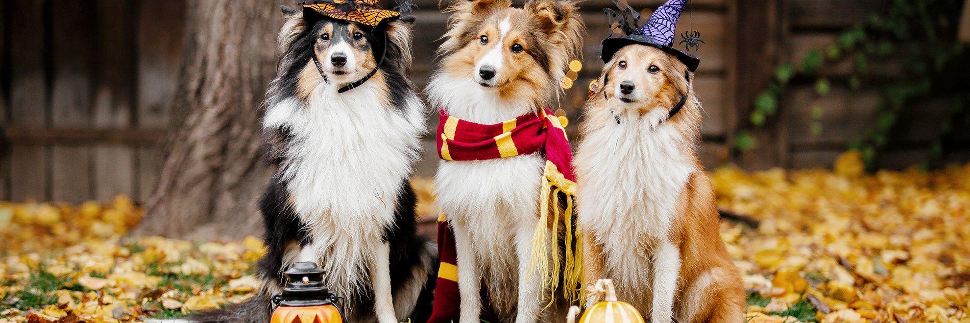 Howloween Dog 1