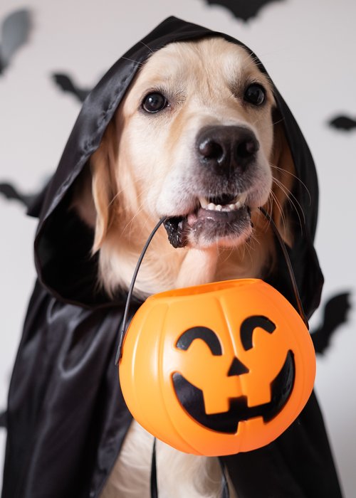 /media_files/images/Howloween_Dog_2.2e16d0ba.fill-500x700-c100.jpg